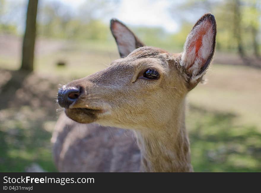 Red deer