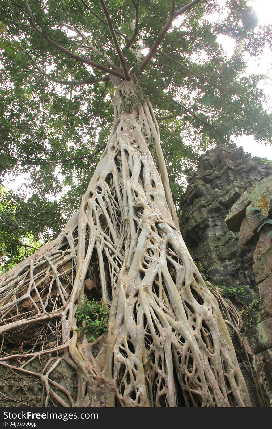 High tree in Ancieht Ta Prohm Prasat, Siamreap, Khmer Republic