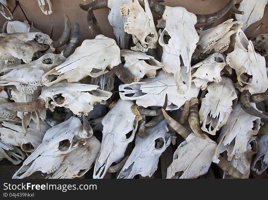 Collection of Cattle Skulls in New Mexico