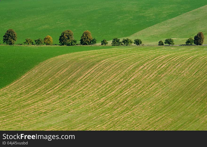 Cultivated green field