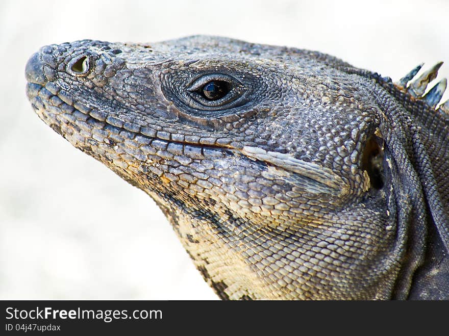 Iguana on the beach with close