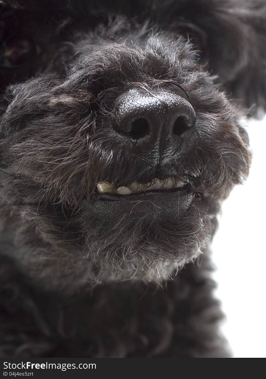 Close-up of a dog's buck-tooth smile. Close-up of a dog's buck-tooth smile.