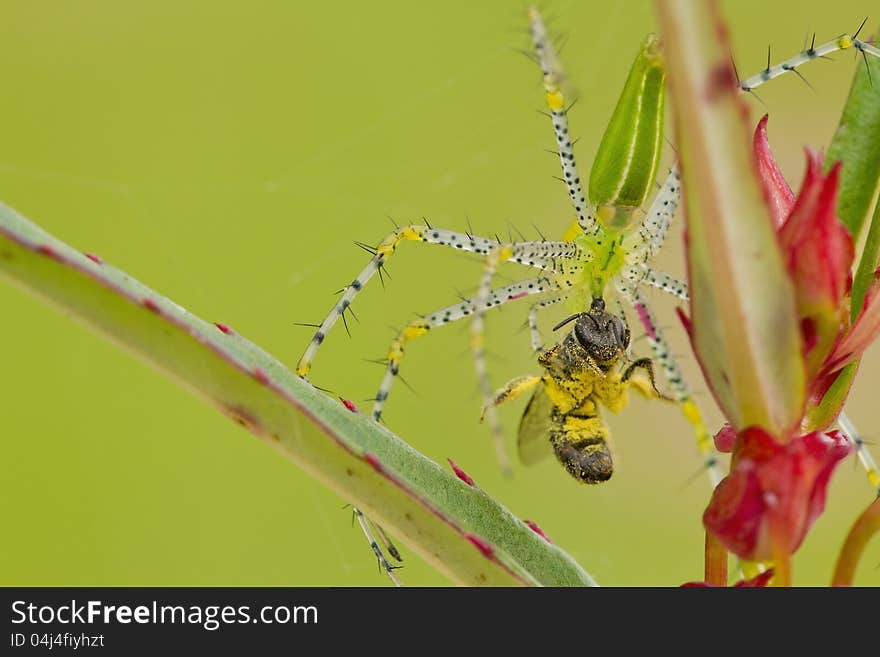 Bee victims.