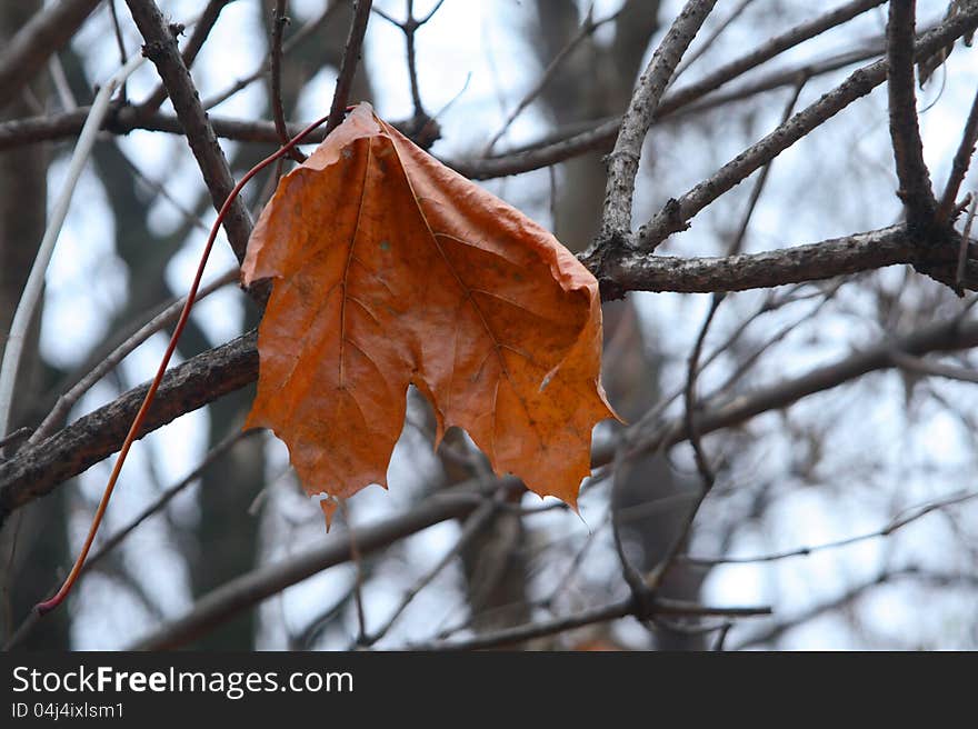 Autumn leaf in our forest. Autumn leaf in our forest.