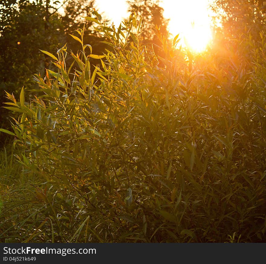 Sun beam through summer trees. Sun beam through summer trees