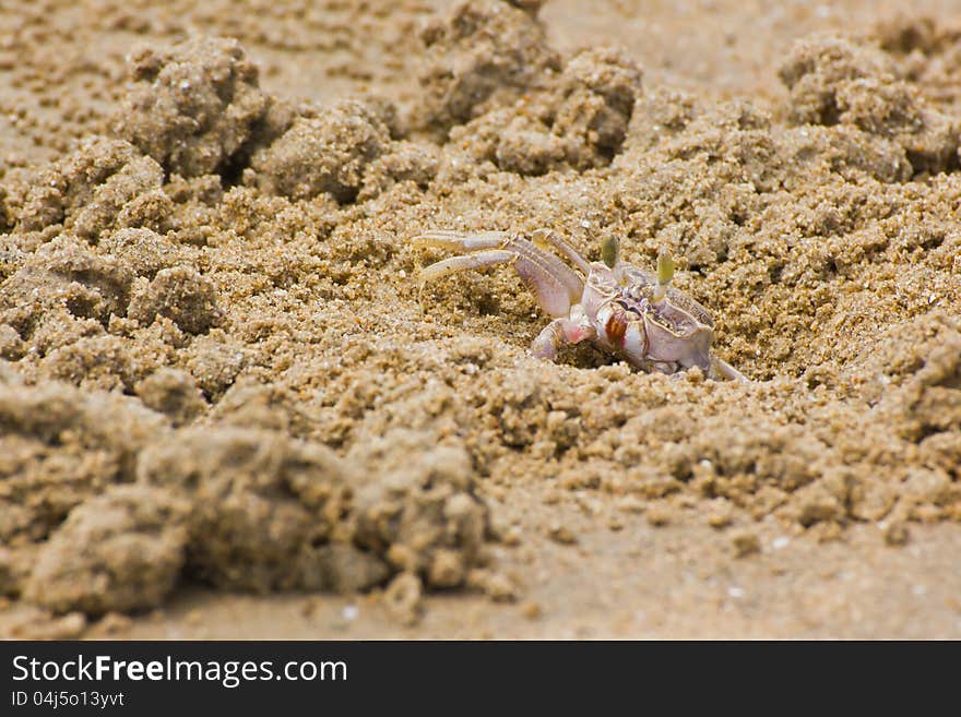 Crab with extended eyestalk on the beach. Crab with extended eyestalk on the beach