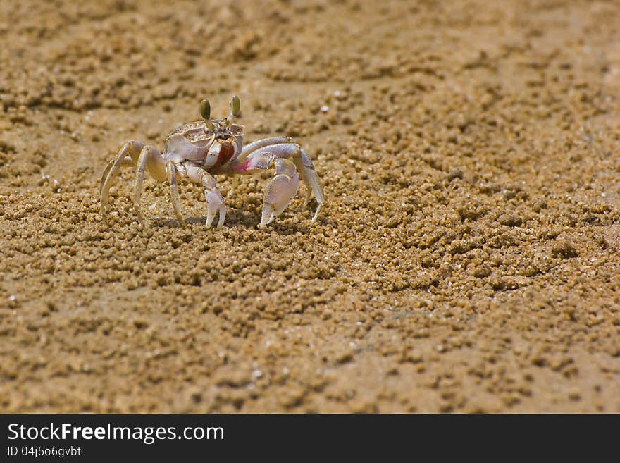 Crab with extended eyestalk on the beach. Crab with extended eyestalk on the beach