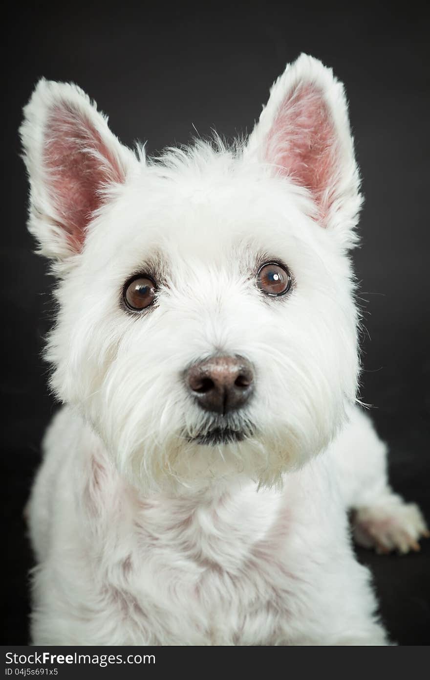 White Westhighland westie terrier isolated on black background