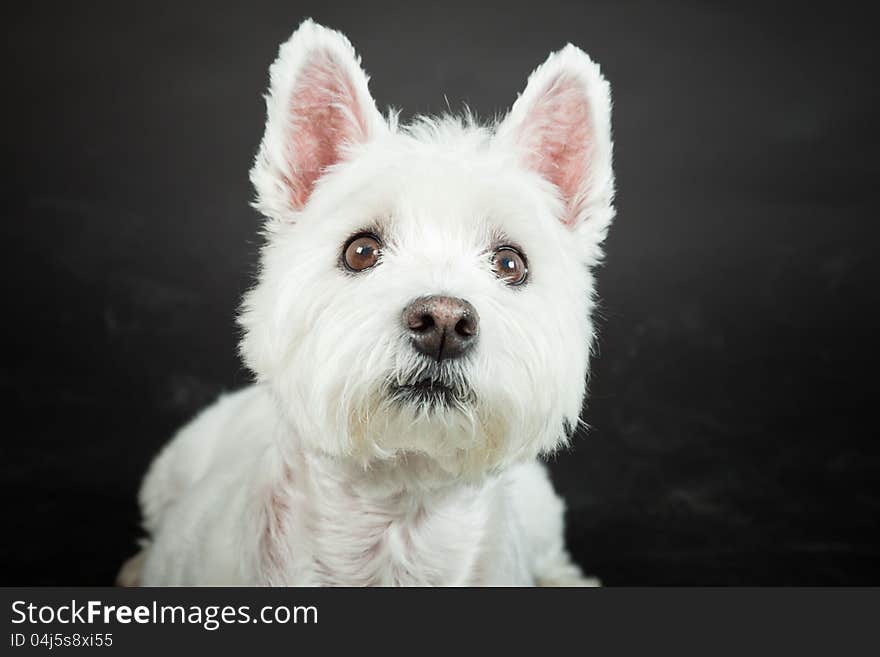 White Westhighland westie terrier isolated on black background