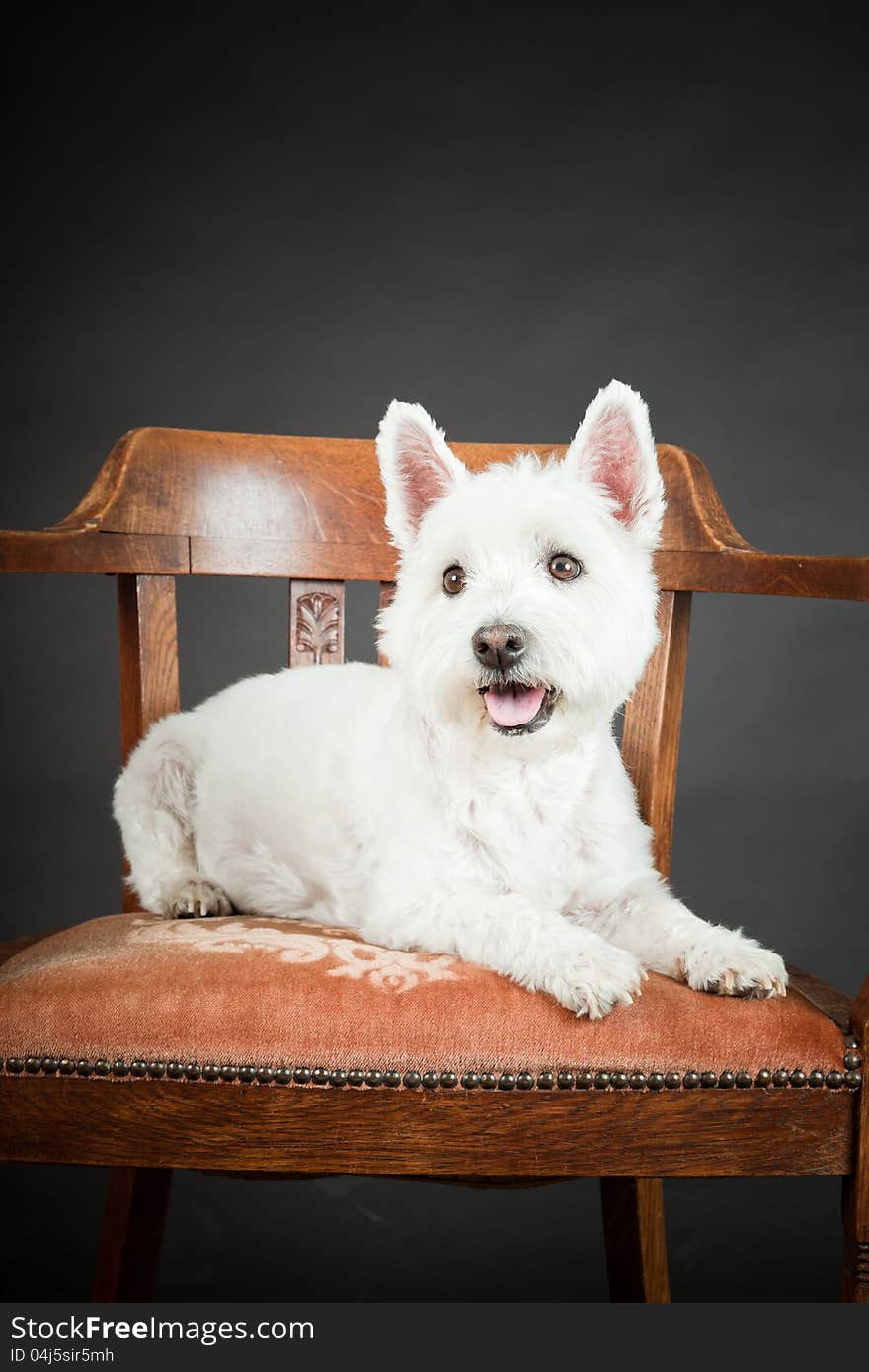 White Westhighland westie terrier lying on chair on black background