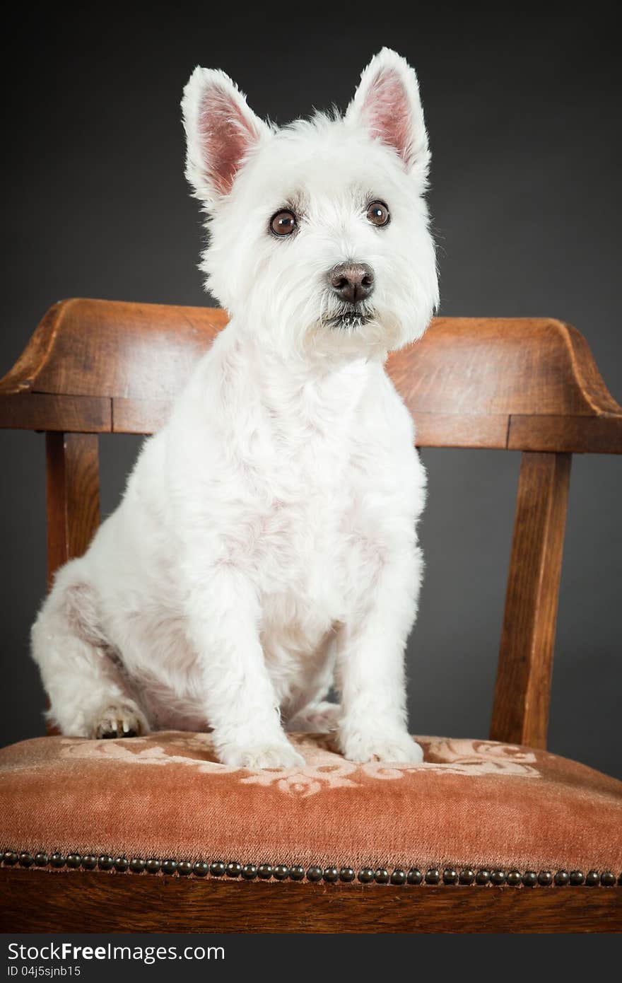 White Westhighland westie terrier sitting on chair  on black background