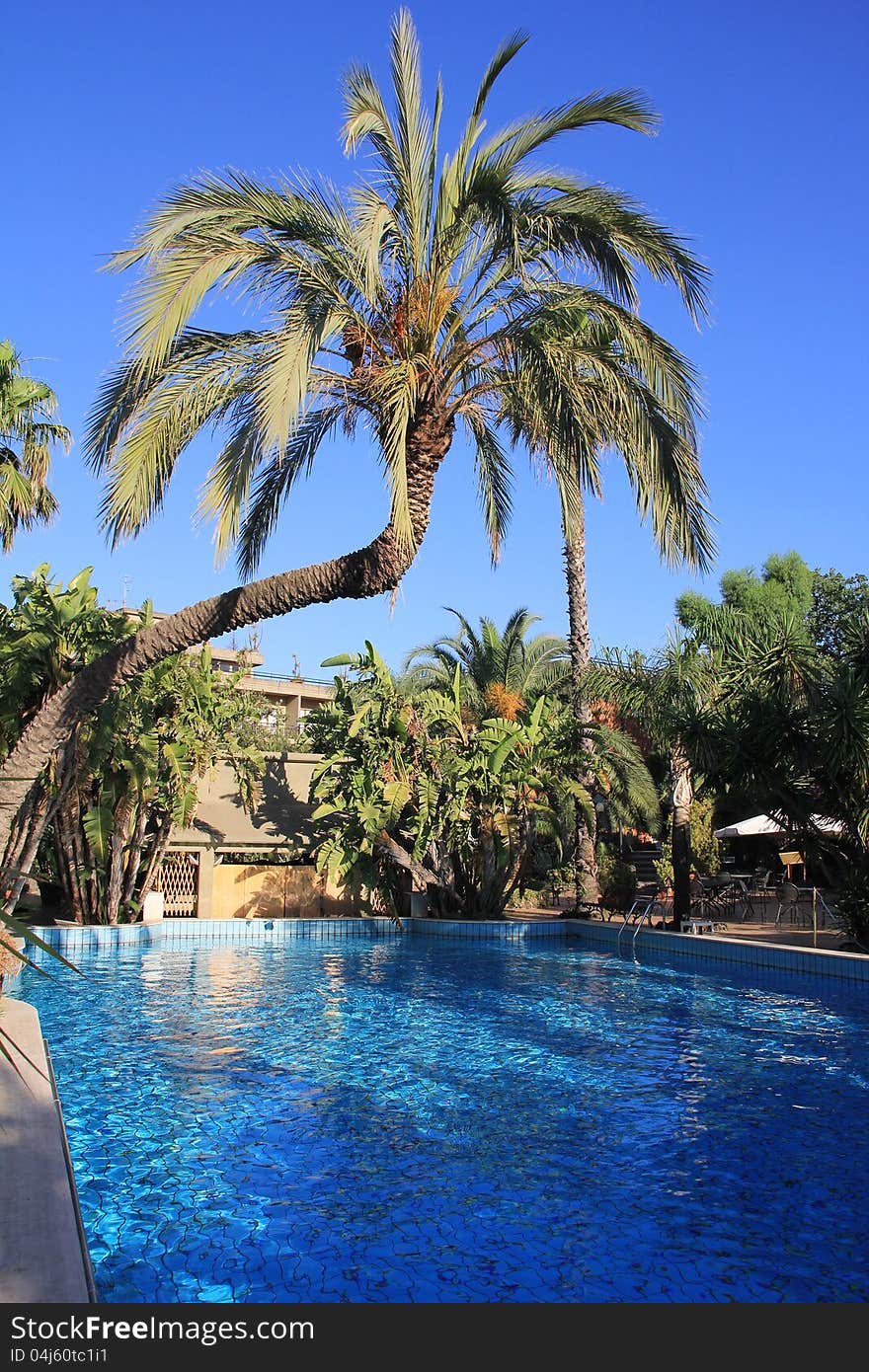 Pool surrounded by palm trees and chairs. Pool surrounded by palm trees and chairs