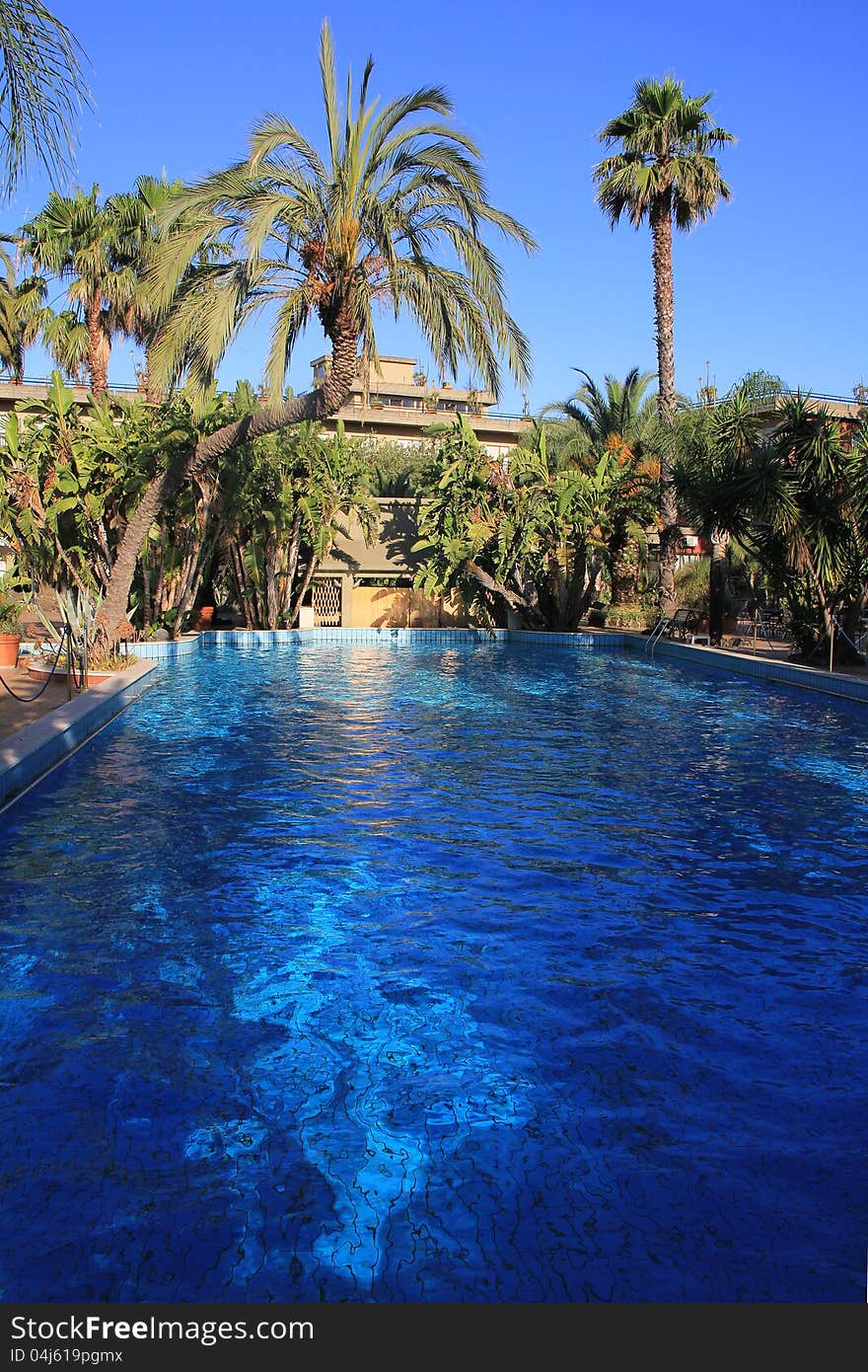 Pool surrounded by palm trees and chairs. Pool surrounded by palm trees and chairs