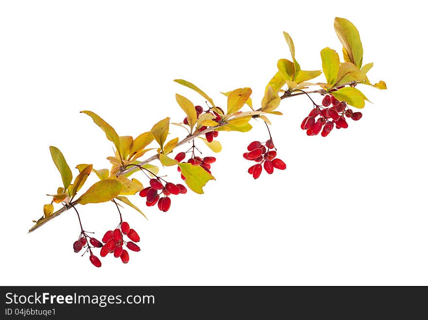 Red berberries branch isolated on white background. Red berberries branch isolated on white background