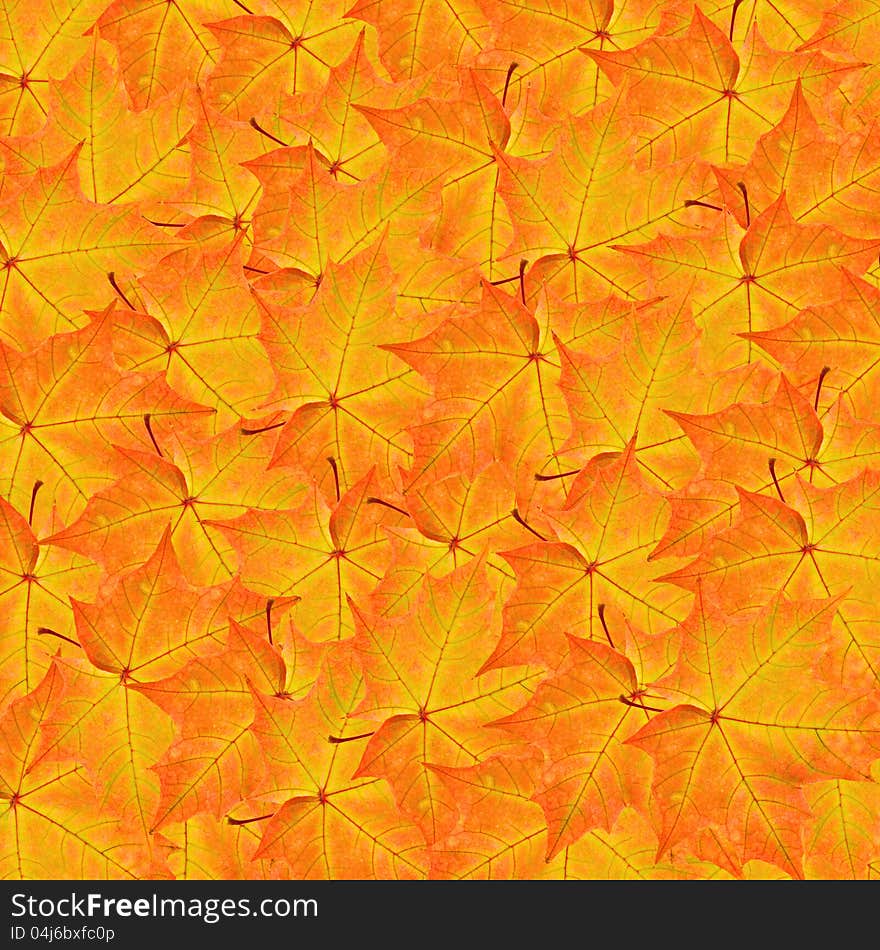 Red and yellow maple leaves background