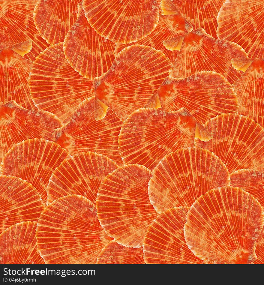 Background from orange flat shellfishes. Background from orange flat shellfishes