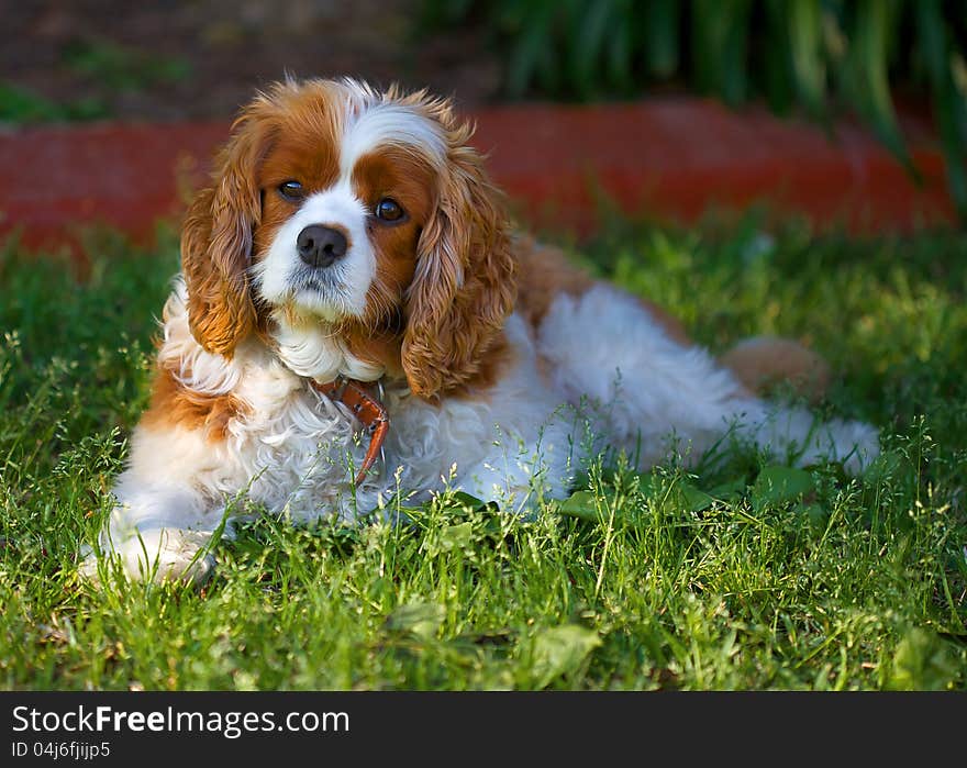 Spaniel lying on the grass. Spaniel lying on the grass