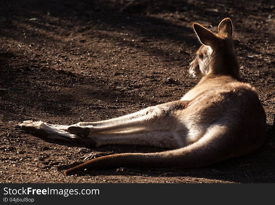 Sleepy Grey Kangaroo (Macropus giganteus) lying in the winter sunlight. Sleepy Grey Kangaroo (Macropus giganteus) lying in the winter sunlight