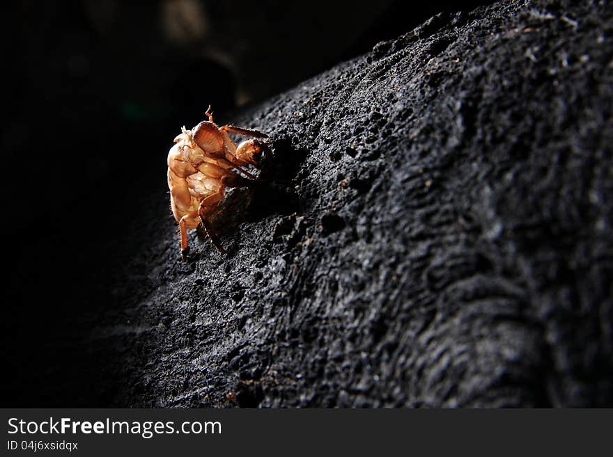 An empty pupae shell of an Asian cicada on the tree. An empty pupae shell of an Asian cicada on the tree