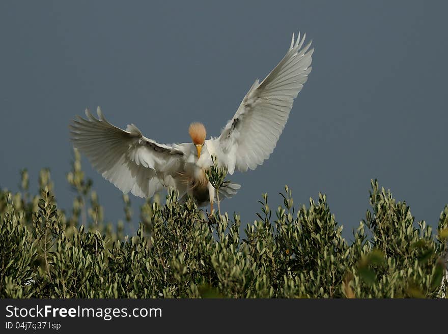 Cattle Egret &x28;Bubulcus Ibis&x29