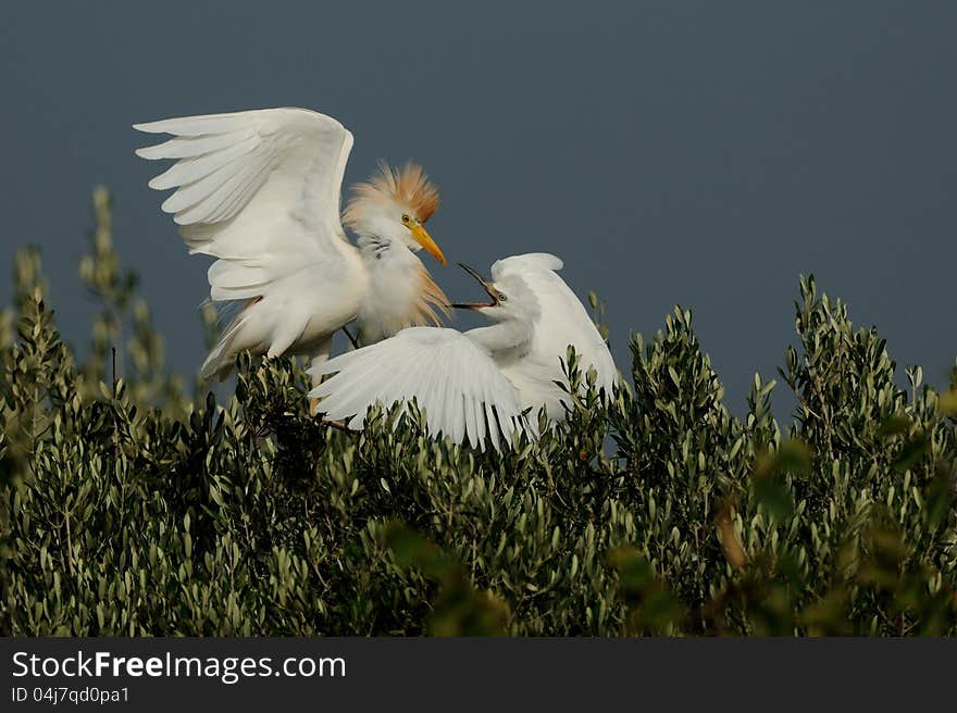 Fighting Cattle Egret