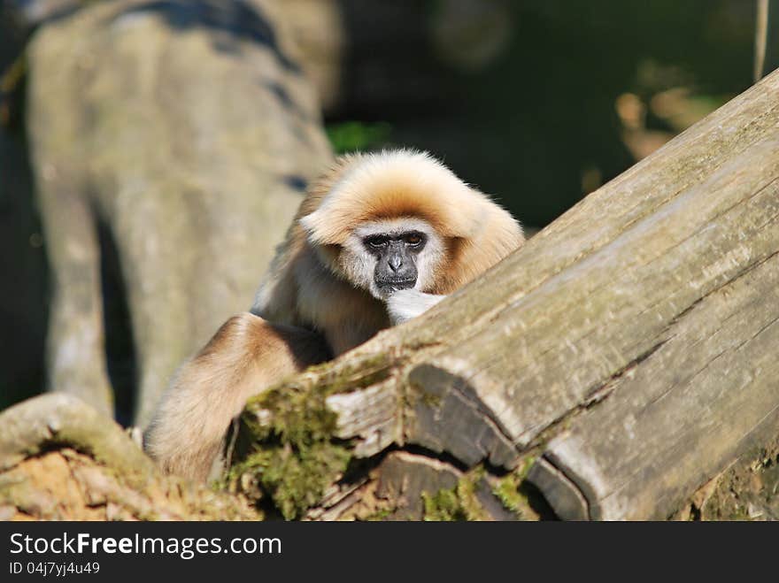 Lar gibbon (white-handed gibbon) looks