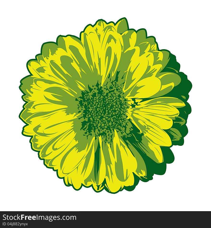 Vector illustration of a gerbera flower isolated on white