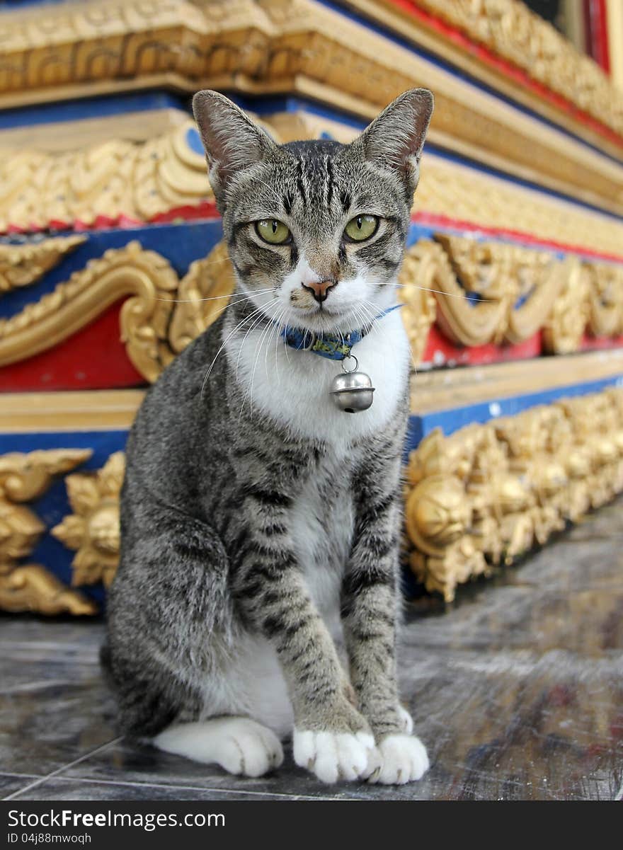 Brown cat standing on floor