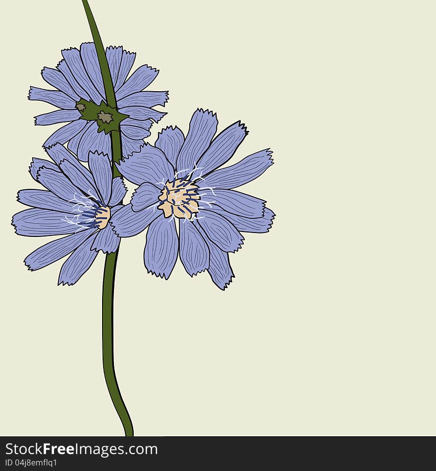 Hand-drawing floral background with flower chicory. Hand-drawing floral background with flower chicory.