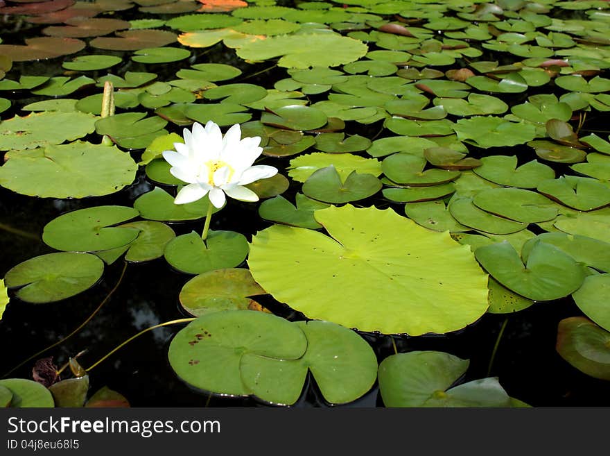 Lotus Flower And Leaf