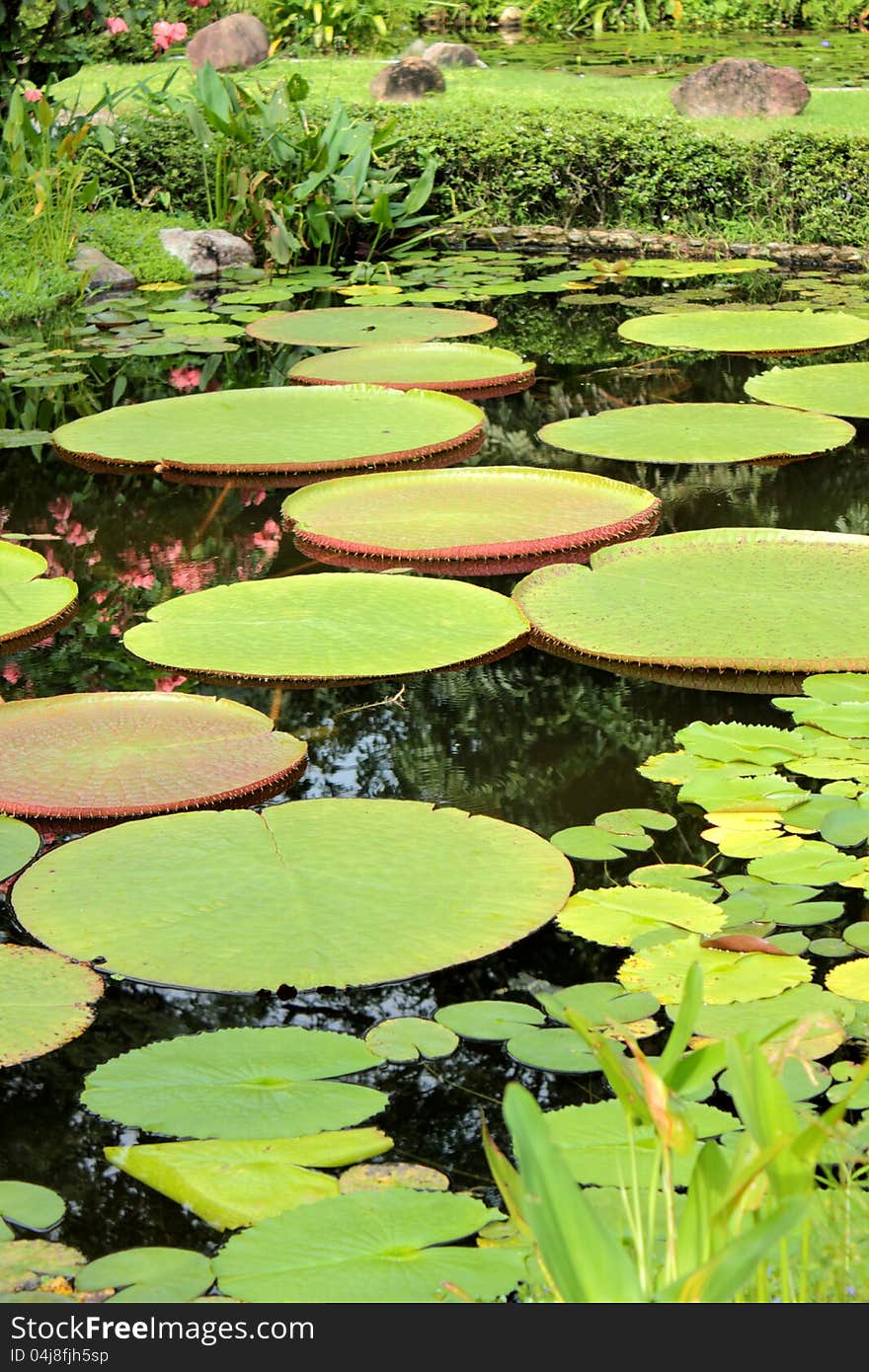 A Victoria lotus leaf in garden