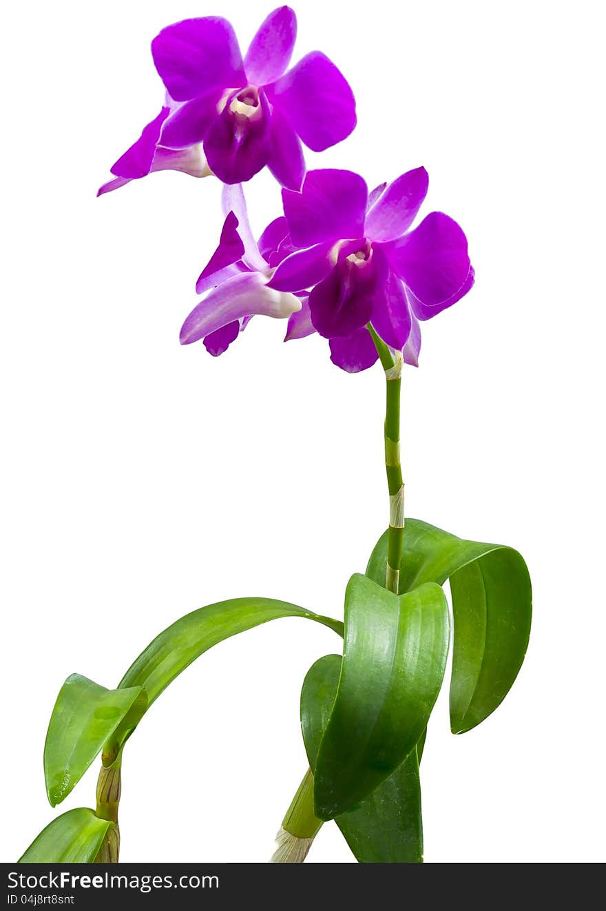 Pink orchid isolate on white background