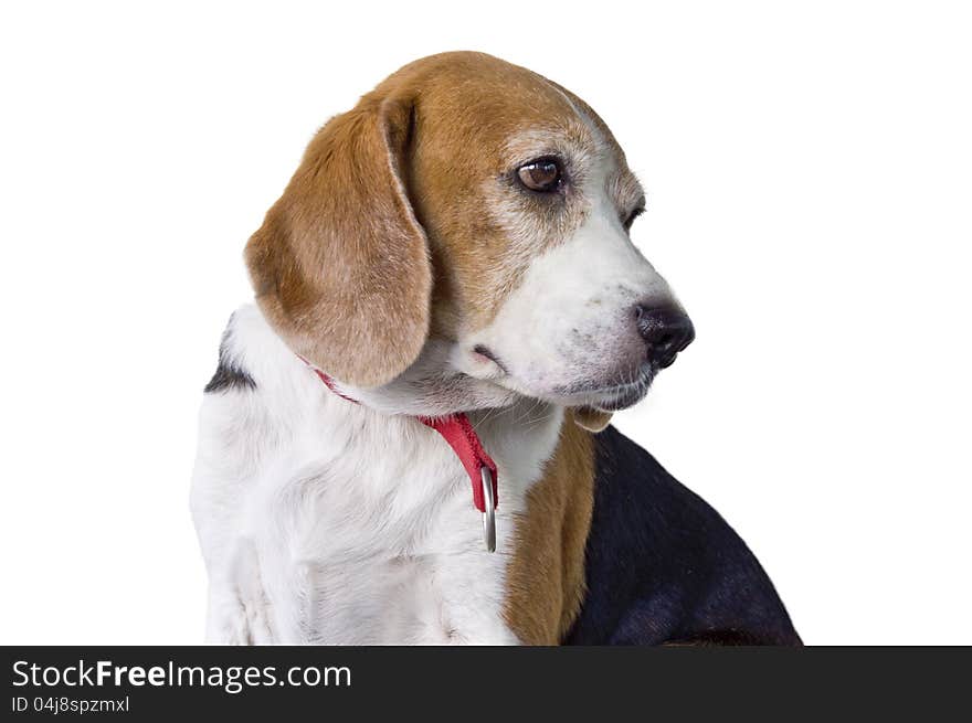 Beagle dog