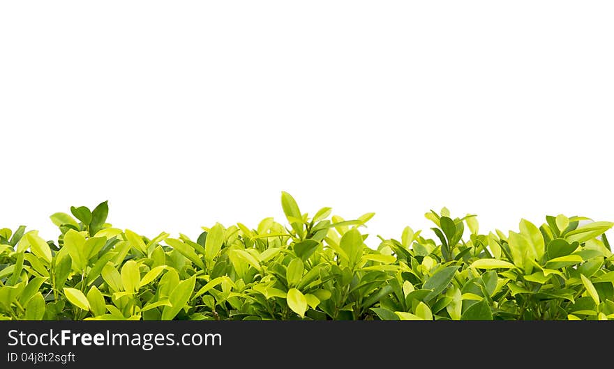 Green leaves on white background