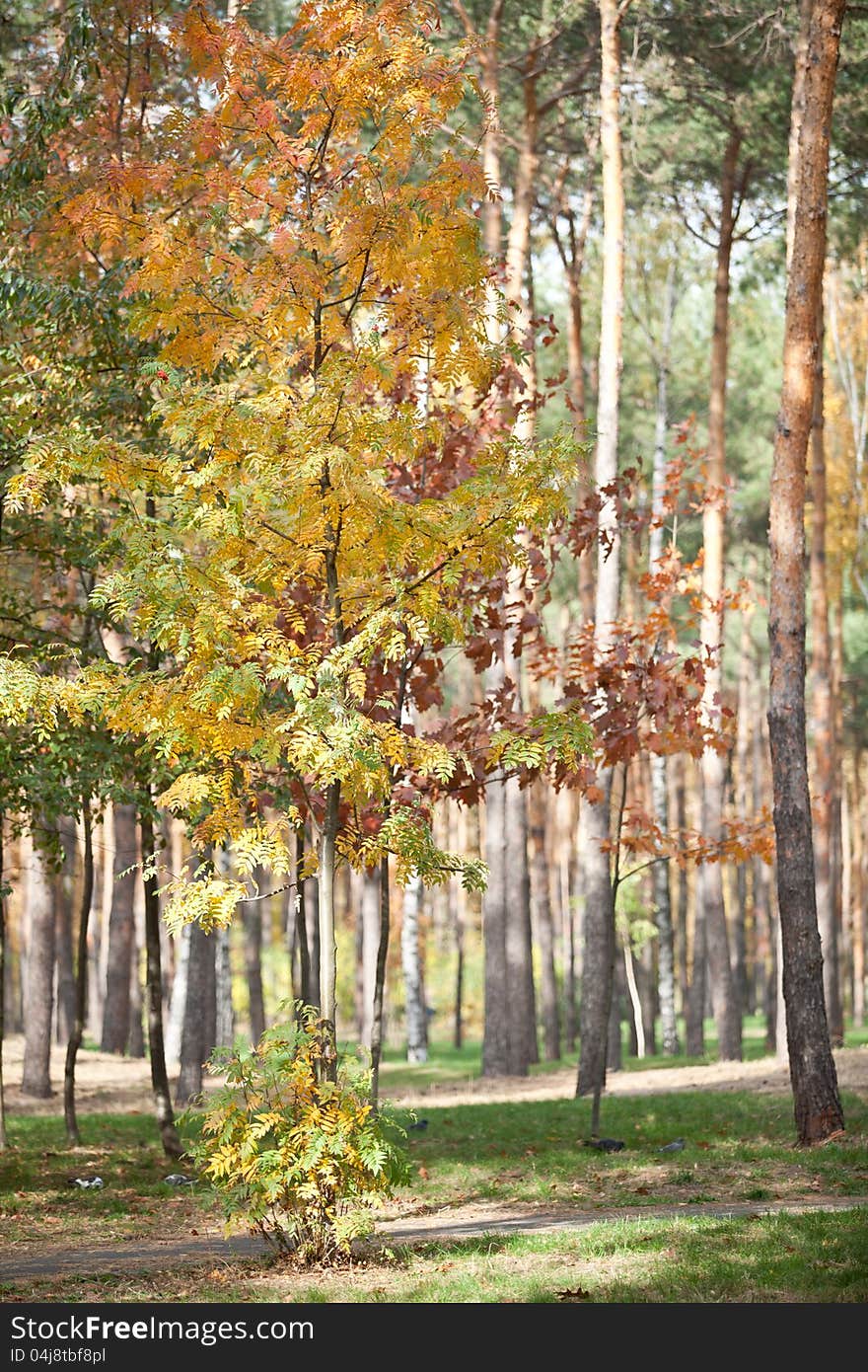 Autumn Park