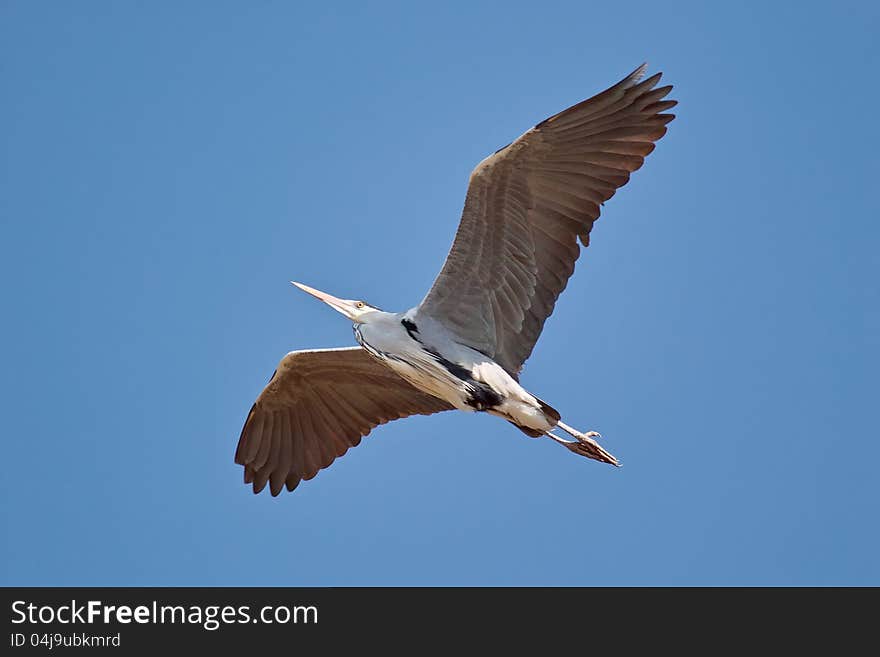 Heron in flight with wings spread