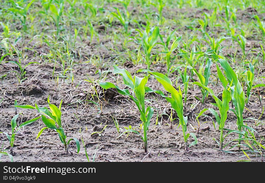 Shoots of corn at the farmer's field