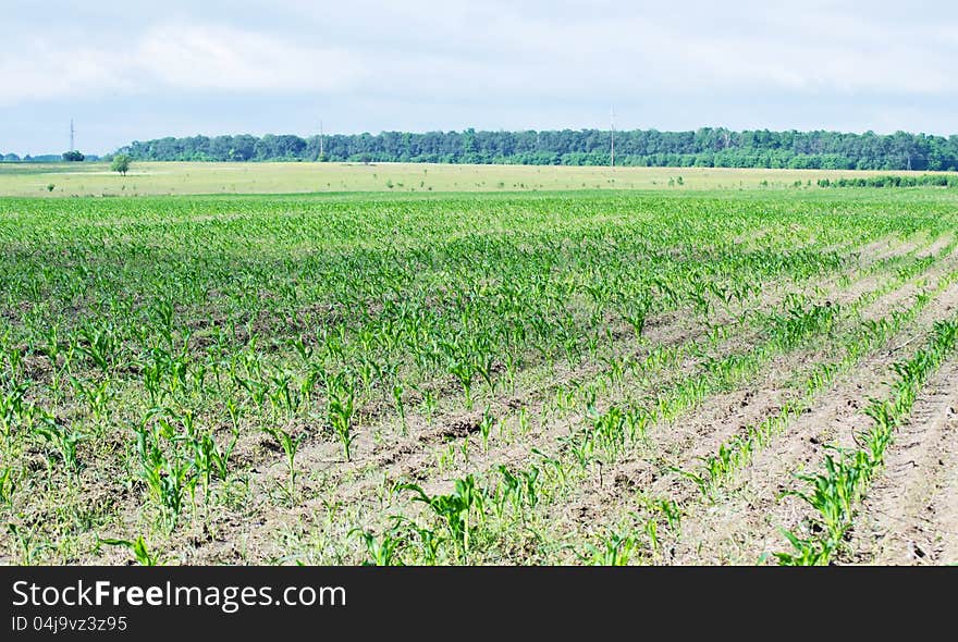 Farm field sown with corn