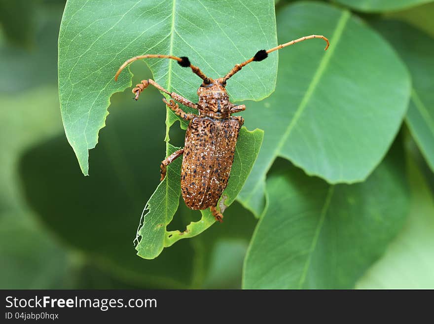 Longhorn beetle isolated on nature  background. Longhorn beetle isolated on nature  background