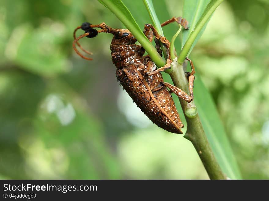 Longhorn beetle  on nature  background. Longhorn beetle  on nature  background