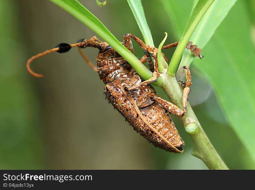 Longhorn beetle on nature background. Longhorn beetle on nature background