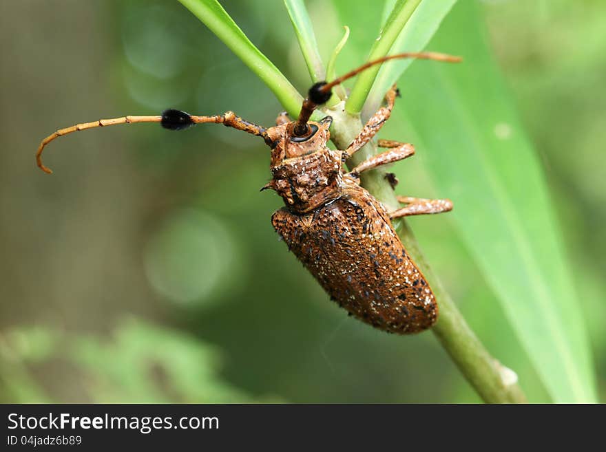 Longhorn beetle  on nature  background. Longhorn beetle  on nature  background