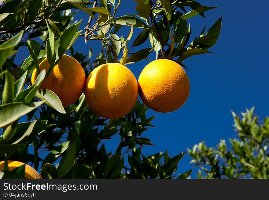 Branch orange tree fruits green leaves in California. Branch orange tree fruits green leaves in California