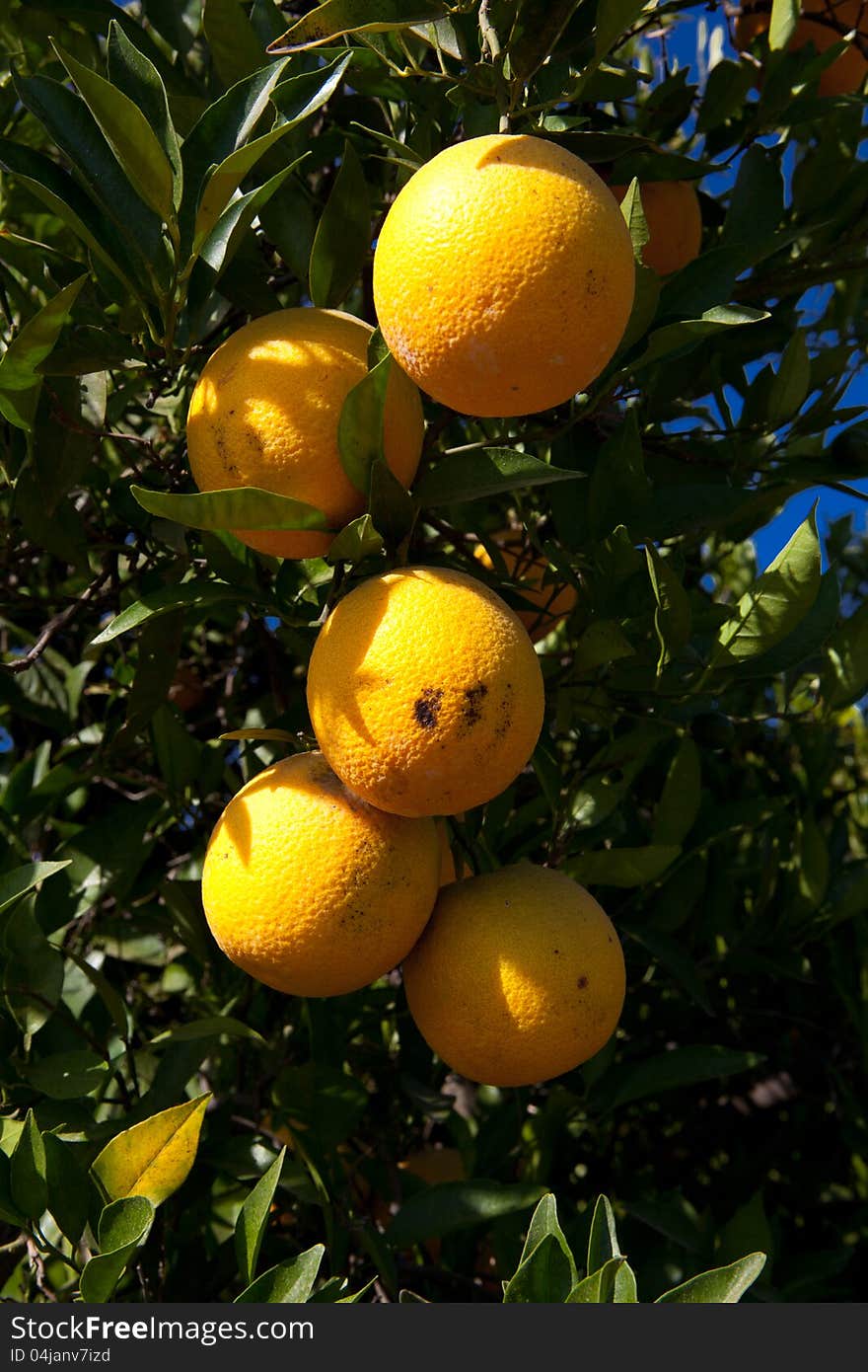 Branch orange tree fruits green leaves in California. Branch orange tree fruits green leaves in California