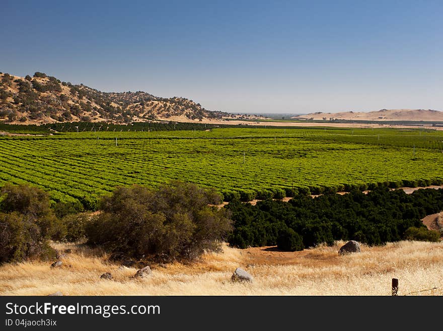 Orange trees plantation in a valley in California