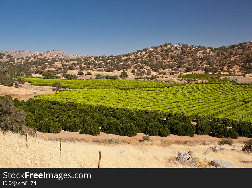 Orange trees plantation in a valley in California