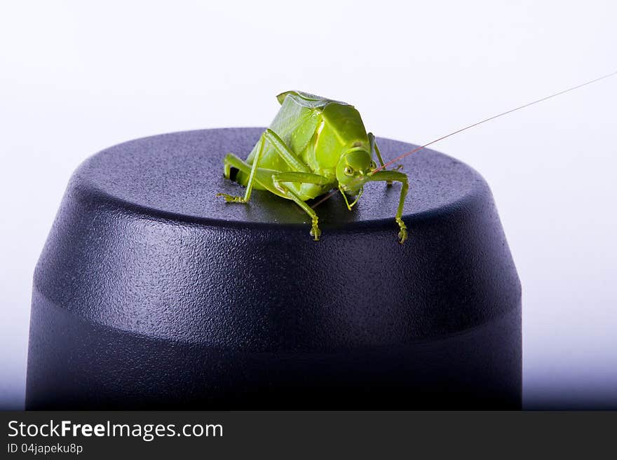 A grasshopper makes its way through a hole