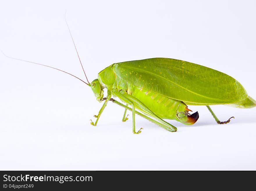 A green grass-eating insect. A green grass-eating insect