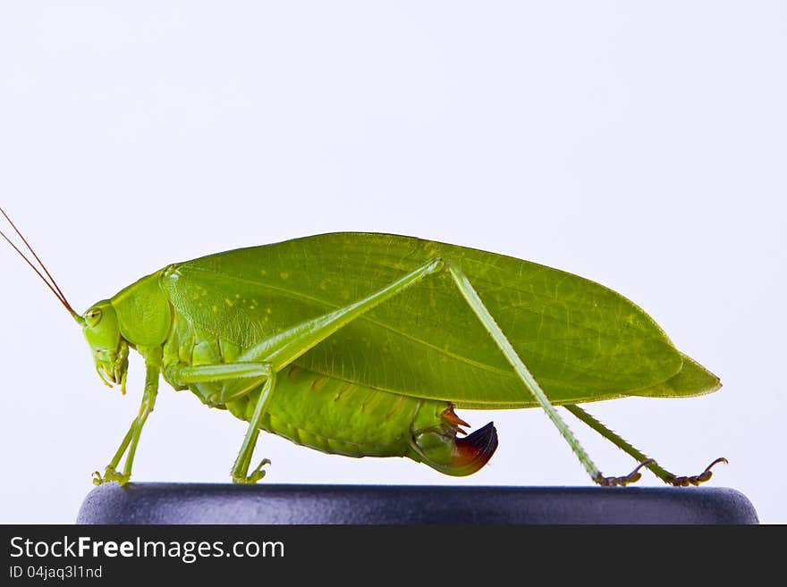 A large green grasshopper clinging on a black box