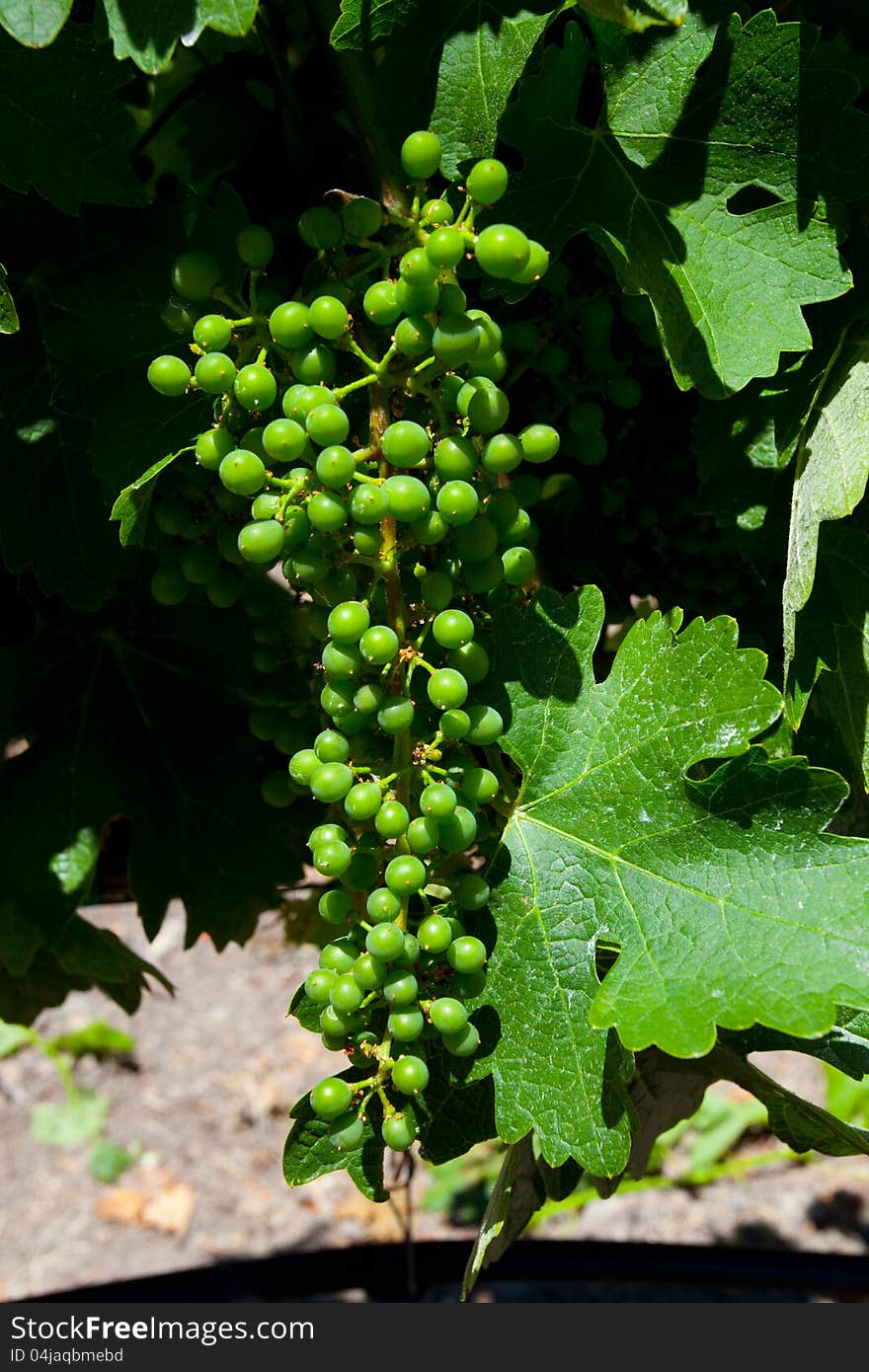 Green Grapes